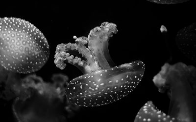 دورة تجريبية