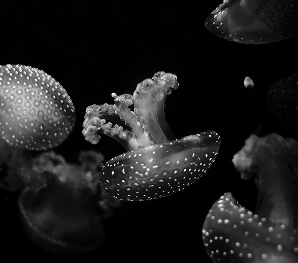 دورة تجريبية